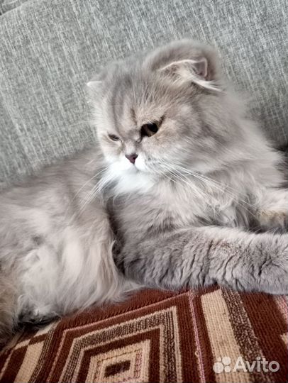 Отдам кошечку