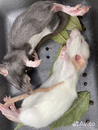 Замороженные мыши,крысы,цыплята