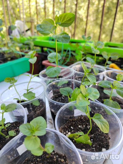 Мята апельсиновая