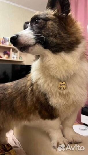 Адресники для собак