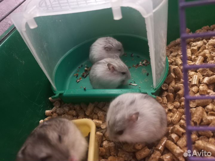 Джунгарский хомяк