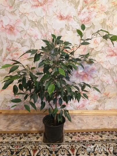 Фикус бенджамина пестролистный