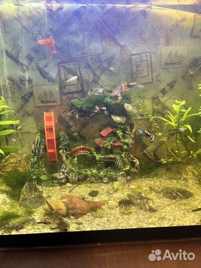 Гуппи подростки