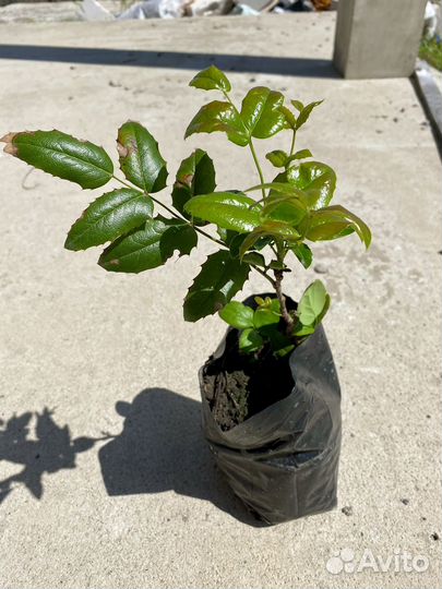 Магония падуболистная и многолетники цветы