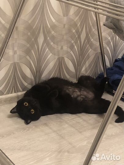 Кошка в добрые руки