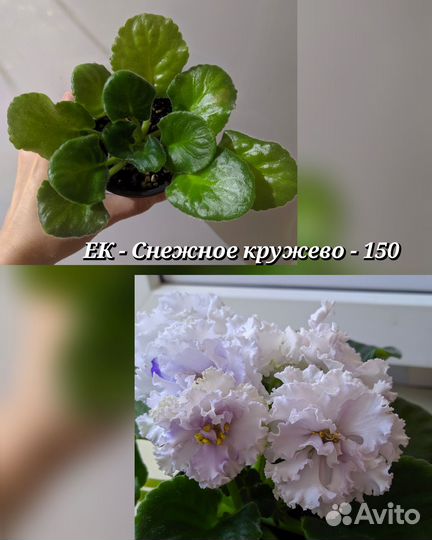 Стартеры сортовых фиалок