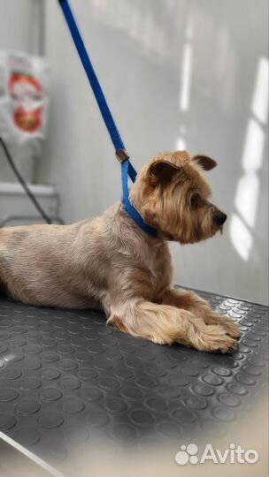 Модель на груминг