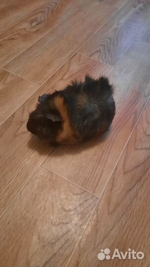 Морские свинки