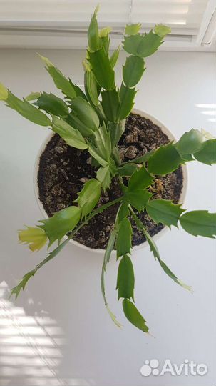 Цветок декабрист