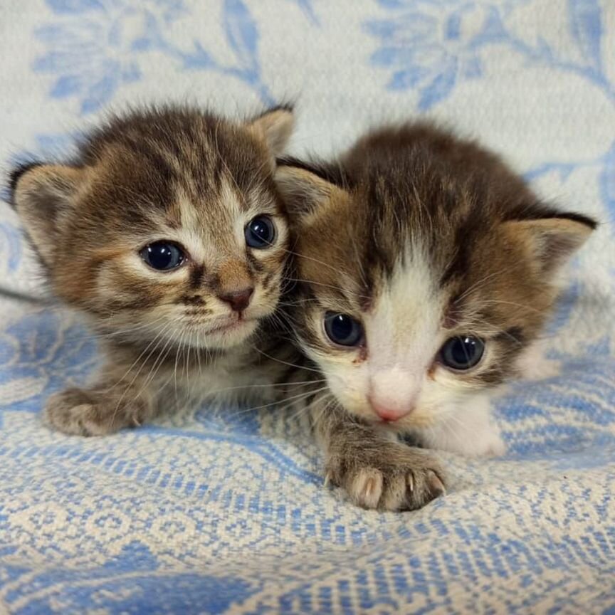 Котята в добрые руки бесплатно