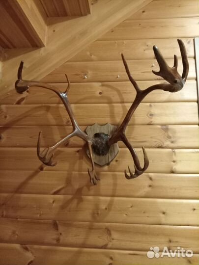 Рога оленя