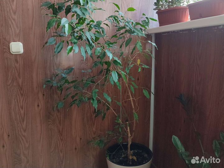 Бенджамина фикус