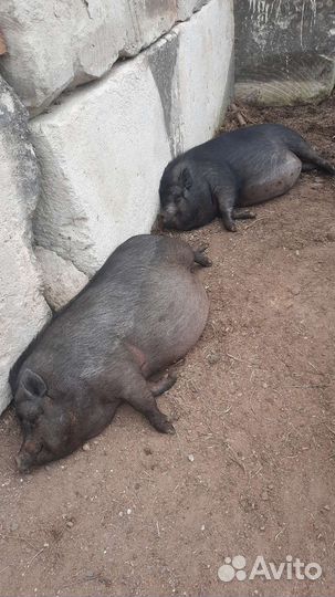 Вьетнамские поросята