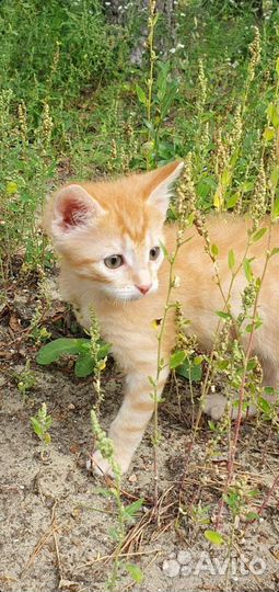 Отдадим рыжыков в добрые руки