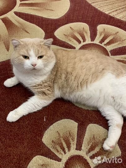 Котята британские