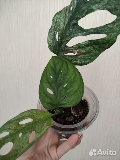 Монстера Адансони минт