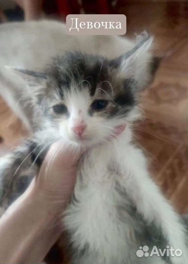 Хотим домой