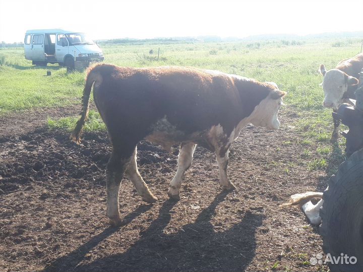 Быки герефорд