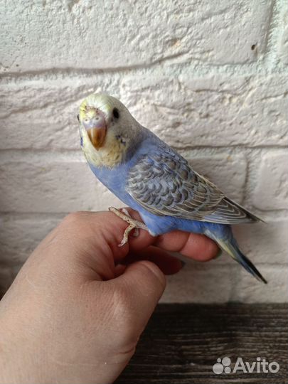 Радужные птенцы самочки 30-35 дней