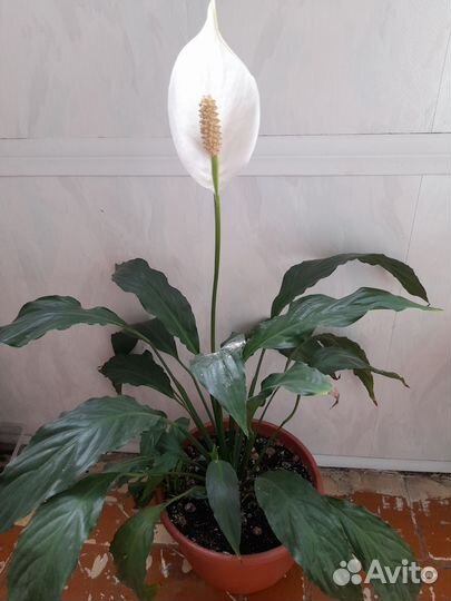 Спатифиллум