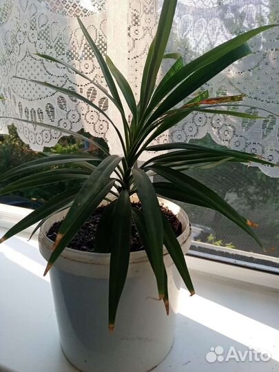 Пальма драцена