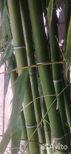 Продам ствол бамбука