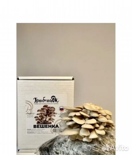 Набор для выращивания грибов вешенки