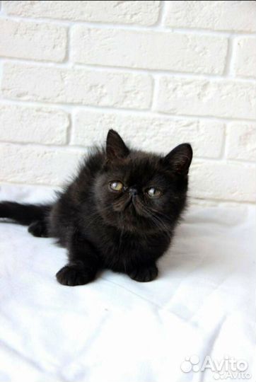 Экзотический котик