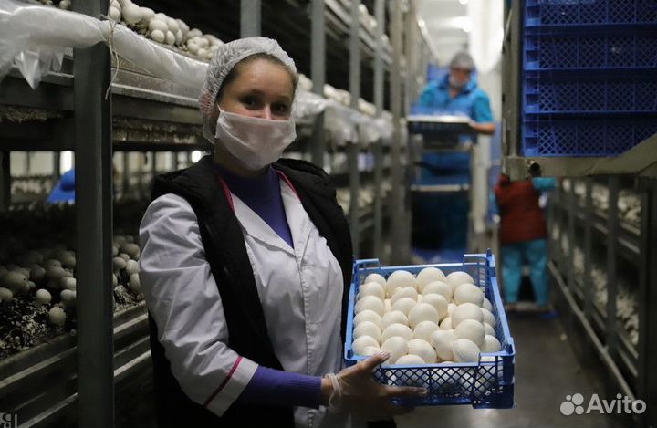 Разнорабочие в грибной комплекс 1700