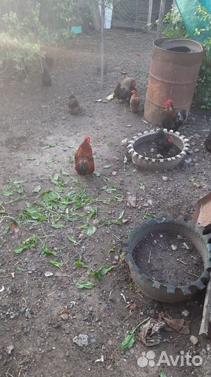 Куры петухи