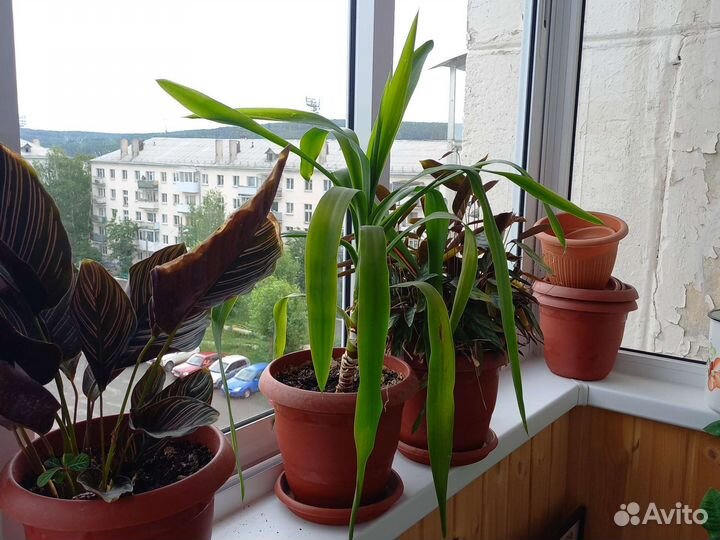 Комнатные цветы