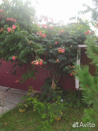 Кампсис цветущая лиана