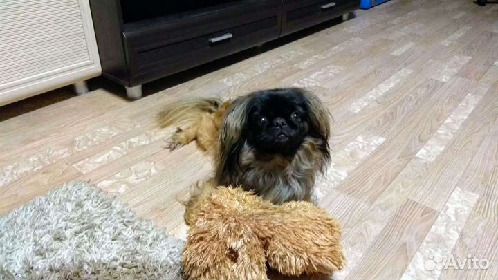 Вязка пекинес