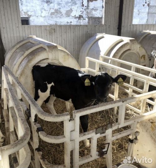 Телята. Бычки на откорм