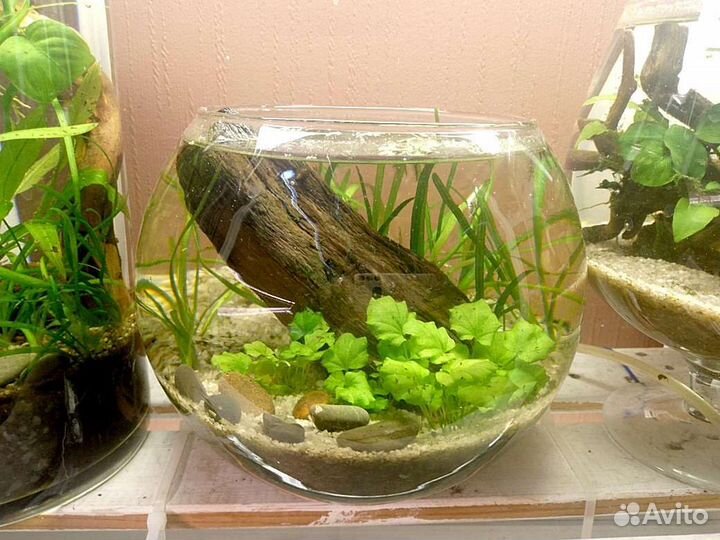 Аквариум
