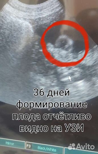 Инструктор, вязка собак натуральная и искусственно