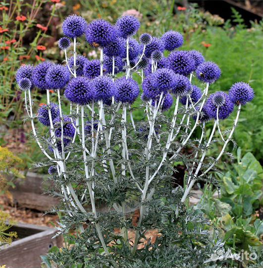 Мордовник декоративный