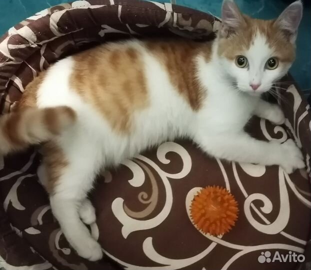 Кошечка 6 месяцев