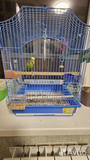 Волнистый попугай