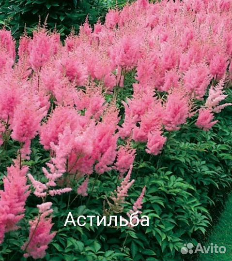 Растения для сада