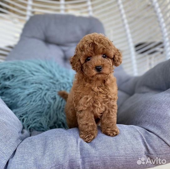 Мальтипу mini