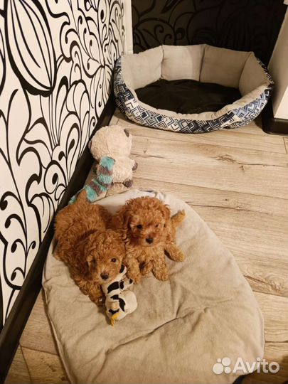 Щенки Той Пуделя