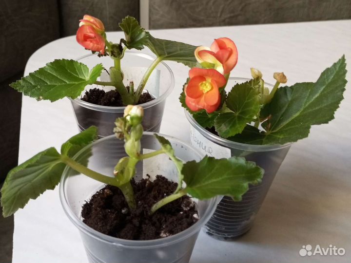 Бегония элатиор