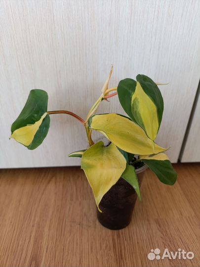 Филодендрон Сканденс бразил