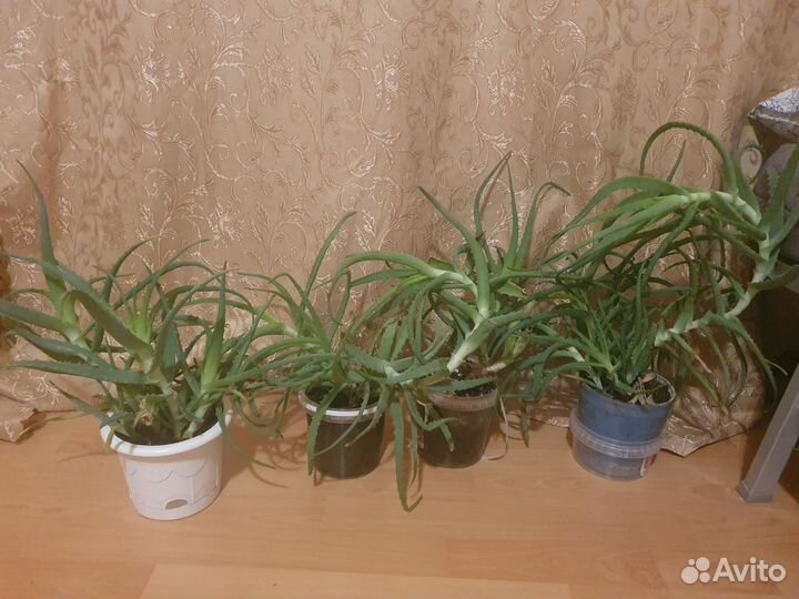 Алоэ алое цветок