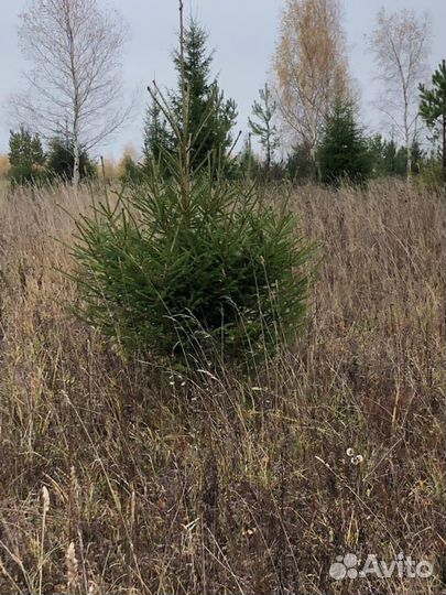Ёлки (живые) оптом