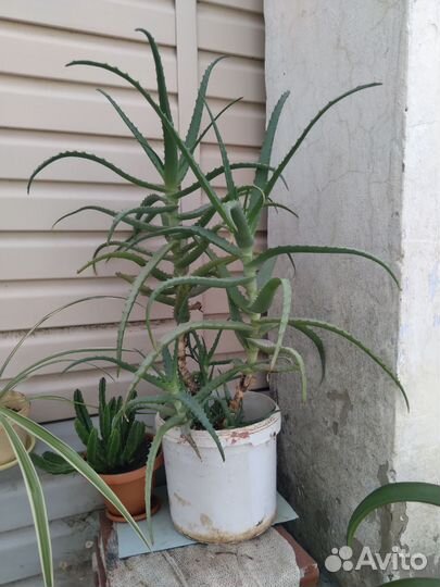 Алоэ столетник