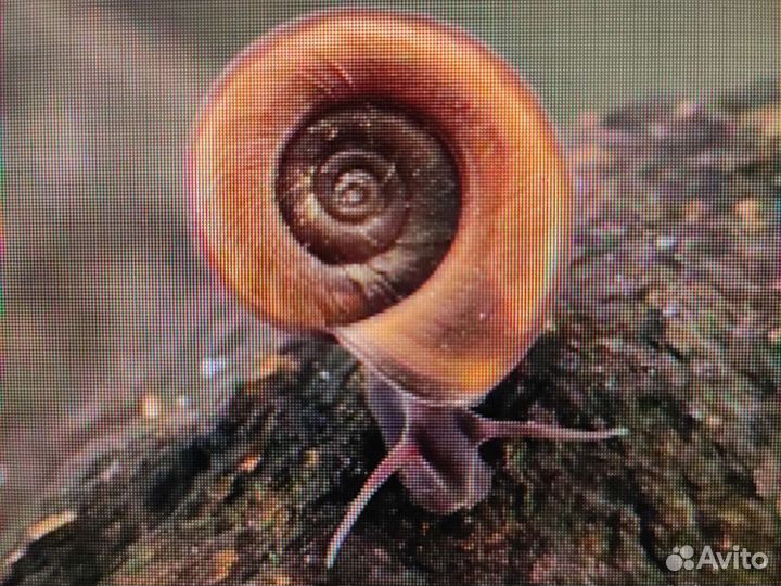 Катушка окаймленная аквариумный дворник