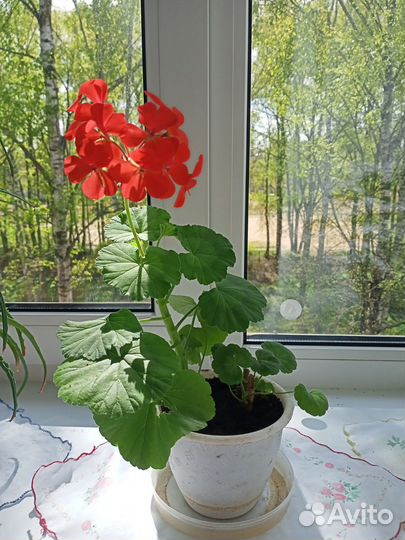 Домашние цветы