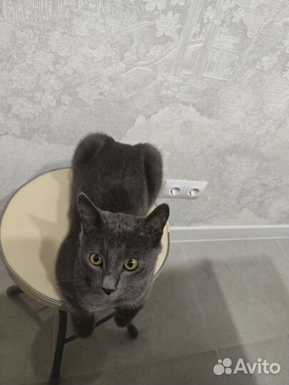 Отдам кота в добрые руки
